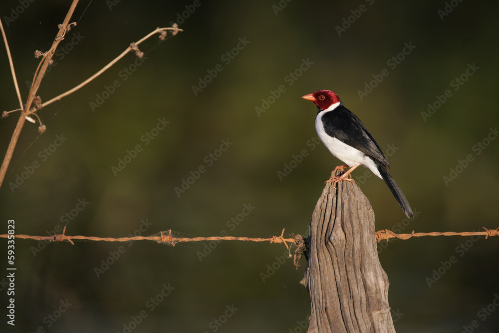 Fototapeta premium Yellow-billed cardinal, Paroaria capitata