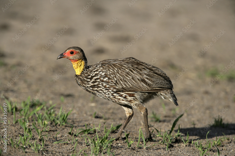 Yellow-necked spurfowl, Pternistis leucoscepus Yellow-necked spurfowl, Pternistis leucoscepus