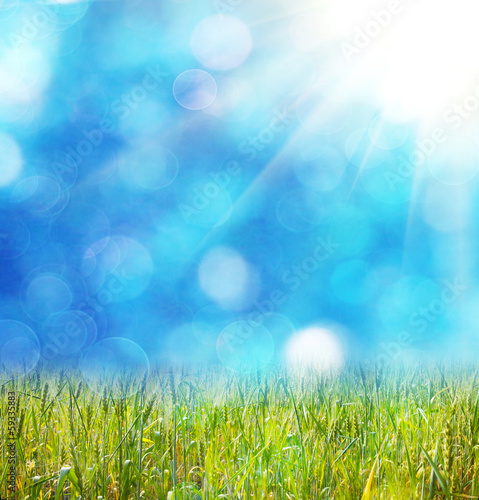 meadow grass on defocused light blue background