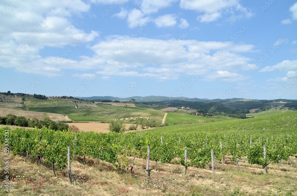 Vineyeard in Chianti, Tuscany, Italy