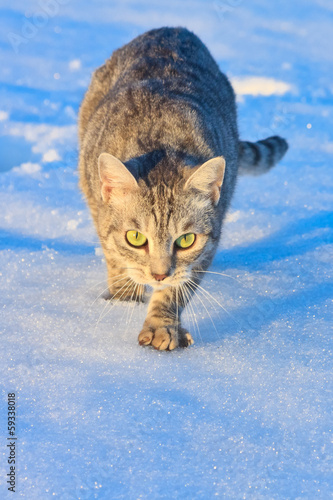 A silver tiger kitten (silver tabby) stalking in the snow © erikzunec