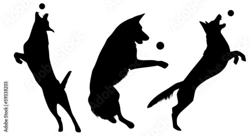 Schäferhund