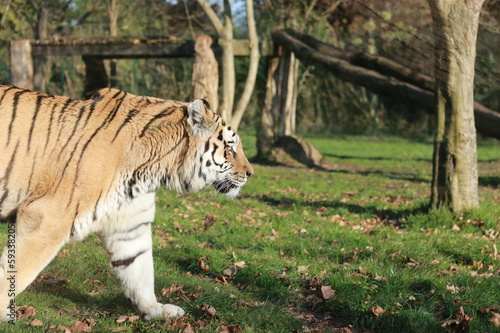 Fototapeta Naklejka Na Ścianę i Meble -  Tigre de Sibérie ou Siberian tiger