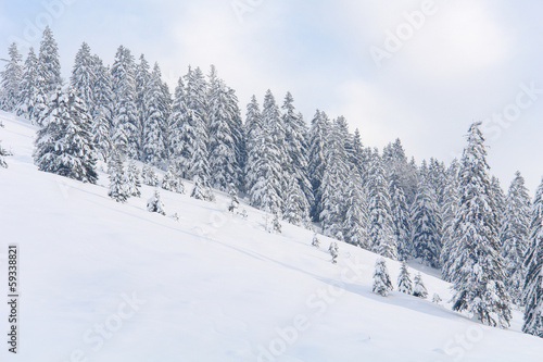 Snowy Trees I