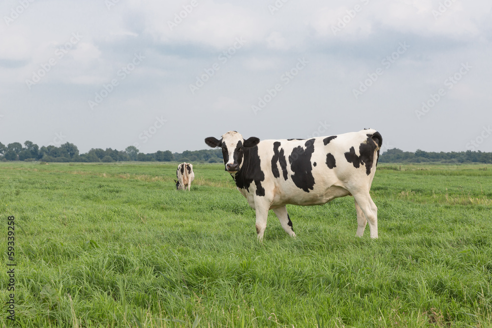 Farmland with black and white cow, the Netherlands