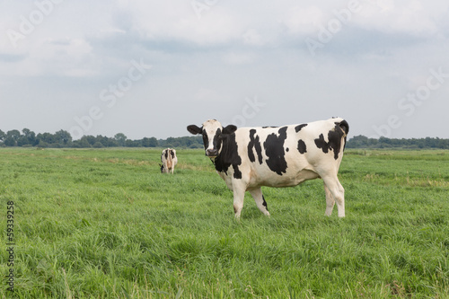 Farmland with black and white cow, the Netherlands photo