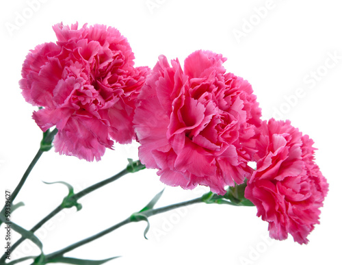 three pink carnations..