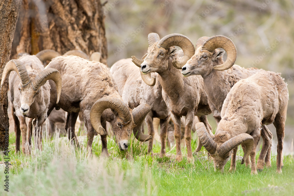 Big Horn Sheep Rams. Yellowstone National Park Big Horn Sheep Rams. Yellowstone National Park