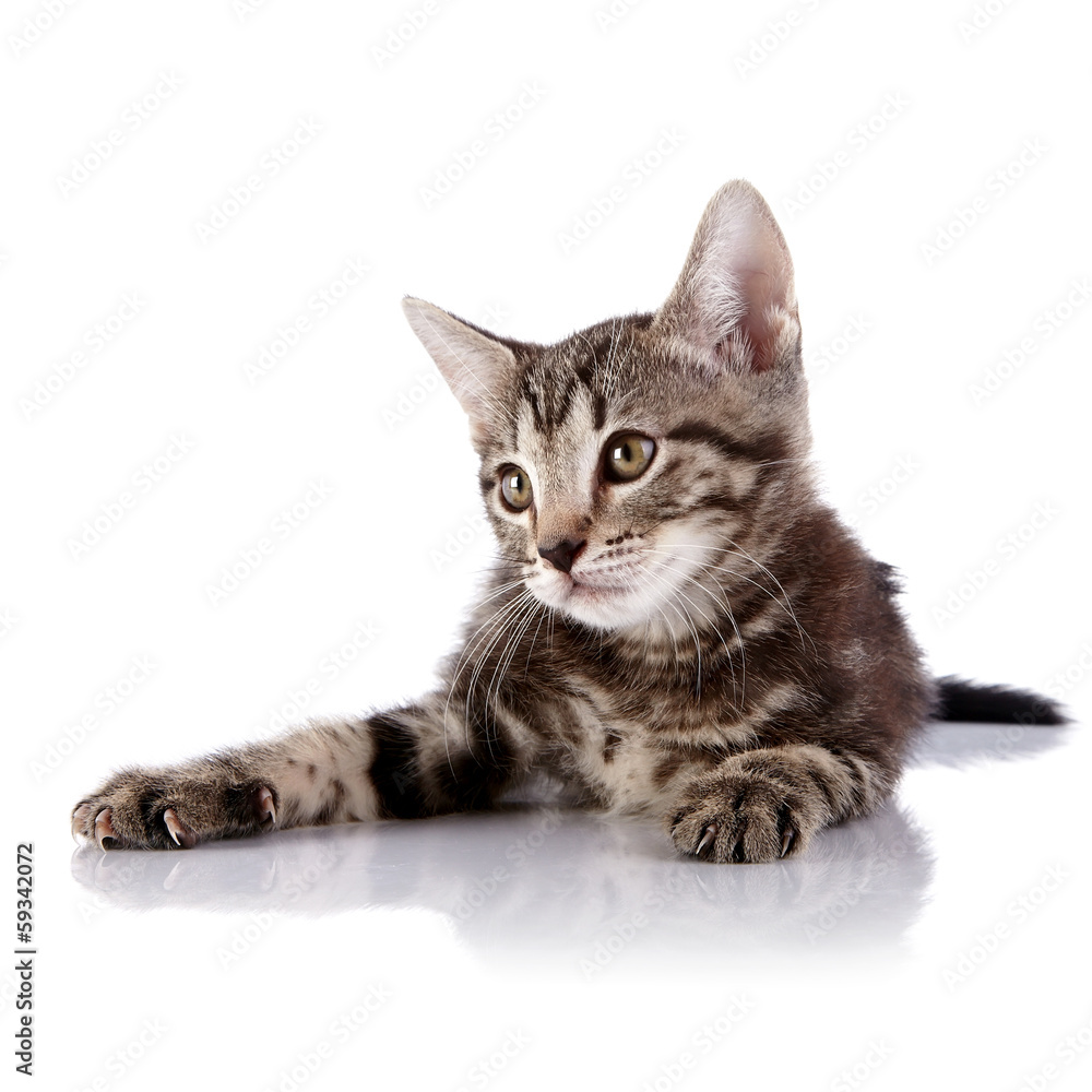 Fototapeta premium Small kitten lies on a white background.