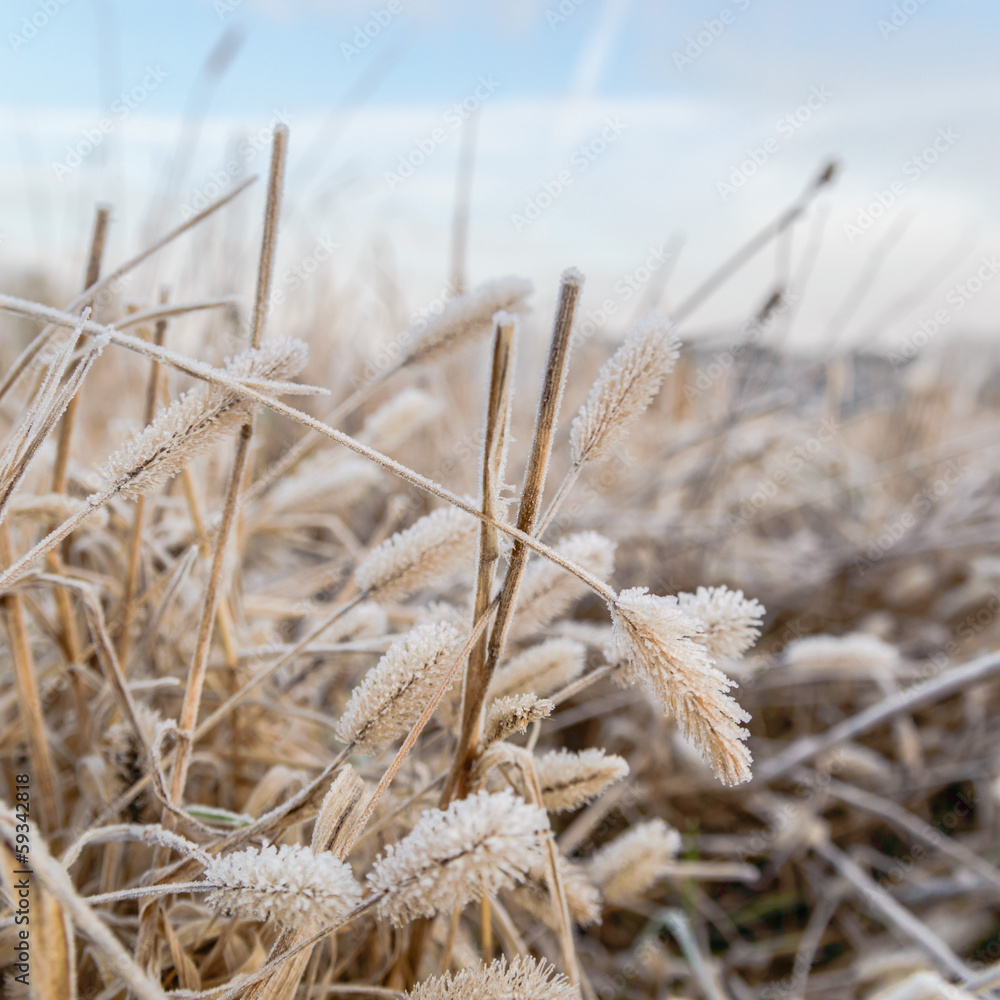 Fototapeta premium wild plant