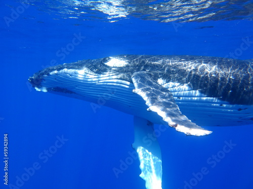 Humpback whale #59342894