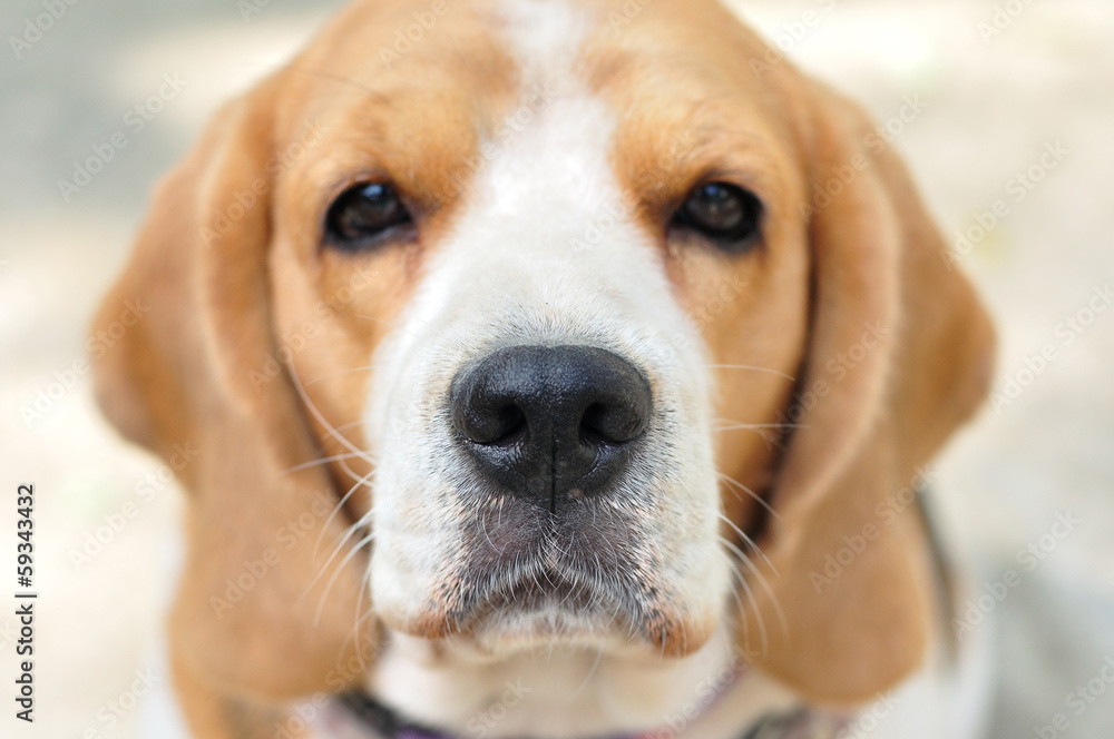 Close up beagle face nose focus. Close up beagle face nose focus.