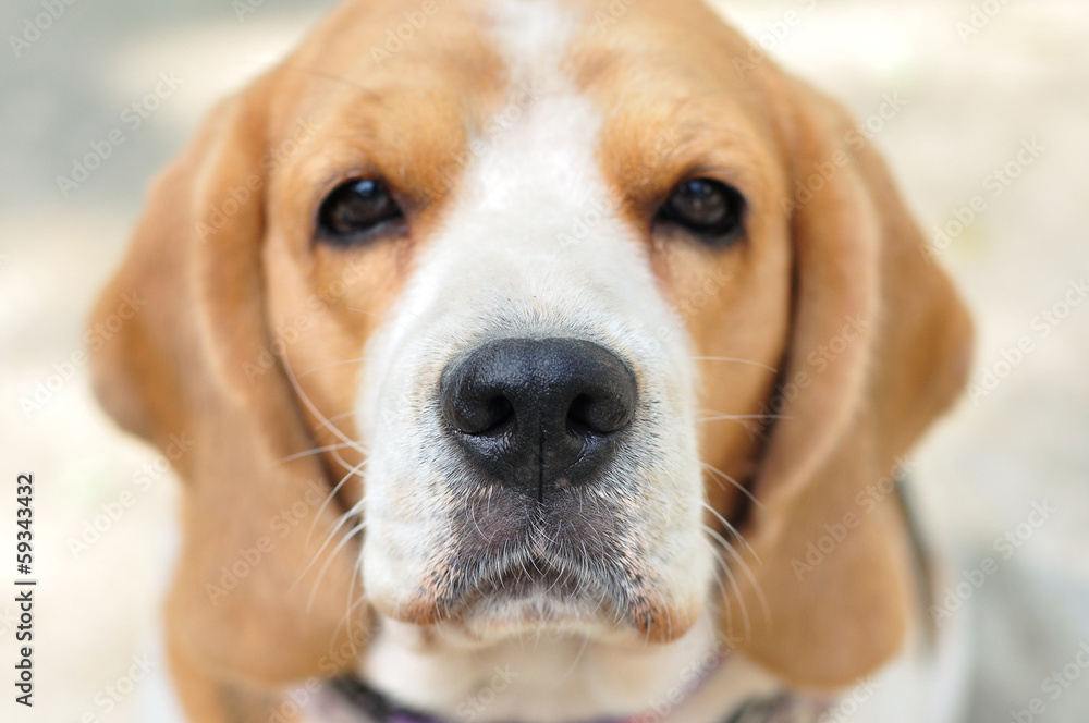 Close up beagle face nose focus.