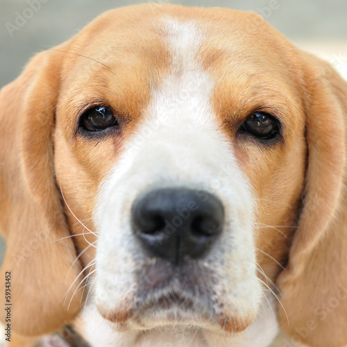 Close up beagle face, eyes focus.