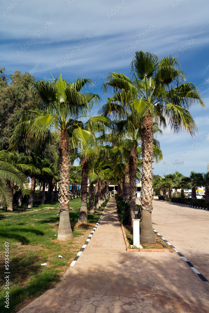 Obraz premium Palmengarten am Strand