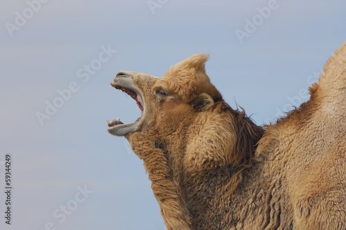 Roaring Camel