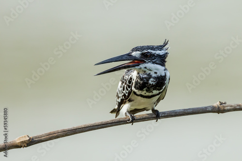 Portrait of Pied Kingfisher (Ceryle rudis) in nature photo