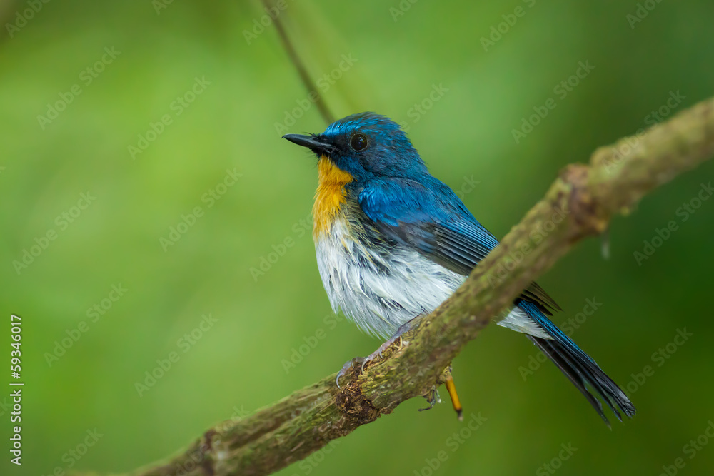 Tickell's Blue Flycatcher (Cyornis tickelliae) on the branch Tickell's Blue Flycatcher (Cyornis tickelliae) on the branch