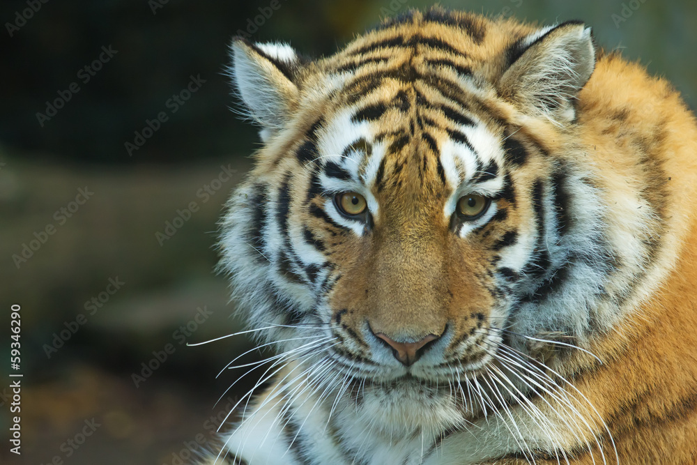 Fototapeta premium Głowa tygrysa