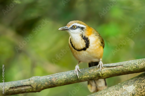 Front side of Lesser Necklaced Laughingthrush photo