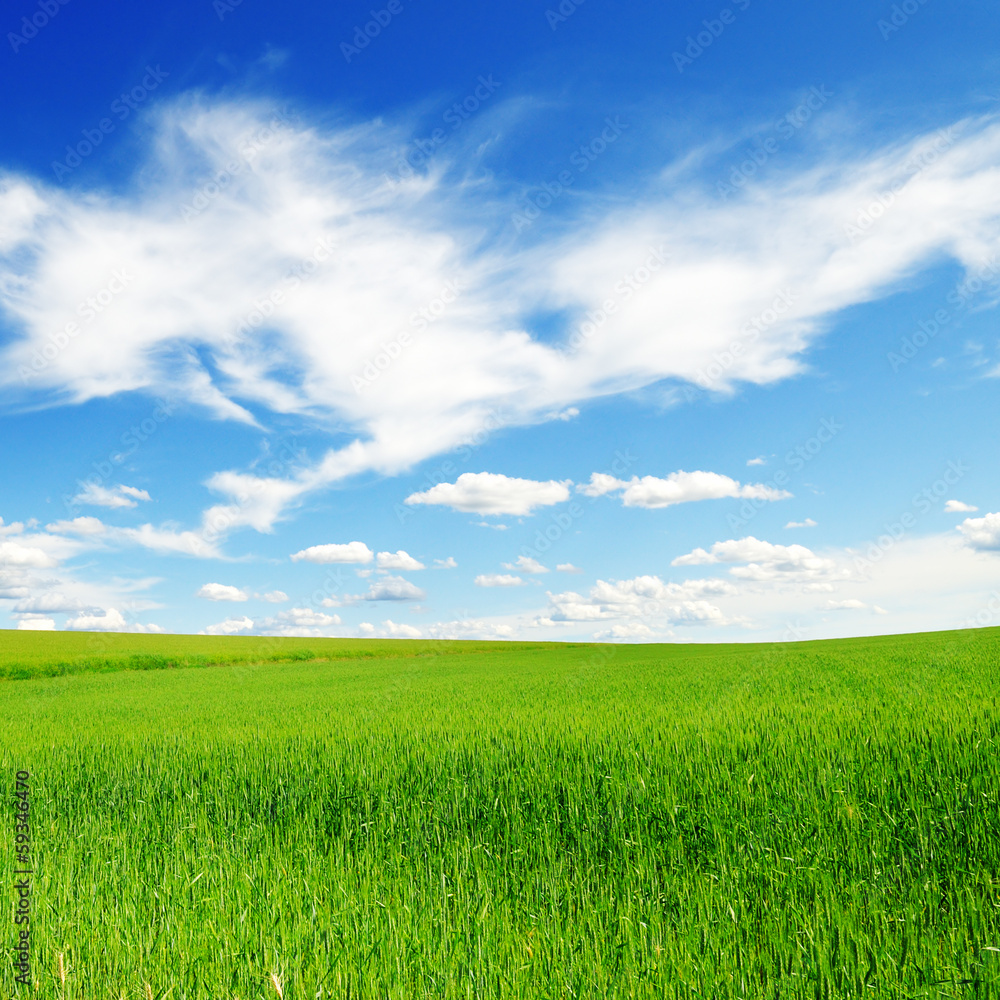 green grass on spring field