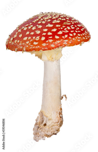 medium red fly agaric isolated on white