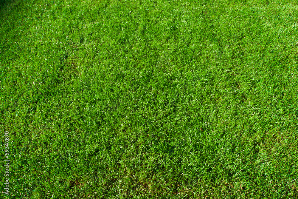 Green grass Green grass
