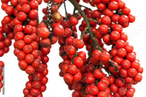 Ripe betel nut - betel palm on tree