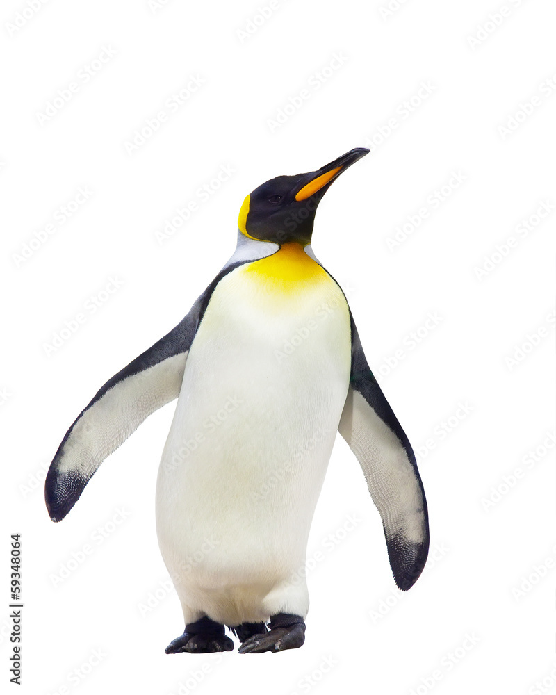 Fototapeta premium Pingwiny cesarskie