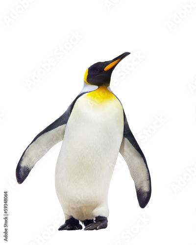 Obraz na płótnie Emperor penguins