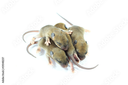 small rodents (baby  rat).
