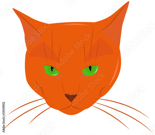 ginger cat