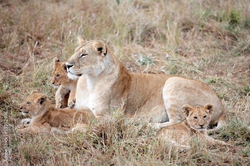 female Lion and cubs in Masai Mara Kenya