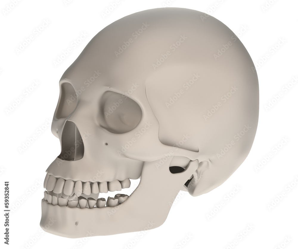 realistic 3d render of female skull realistic 3d render of female skull