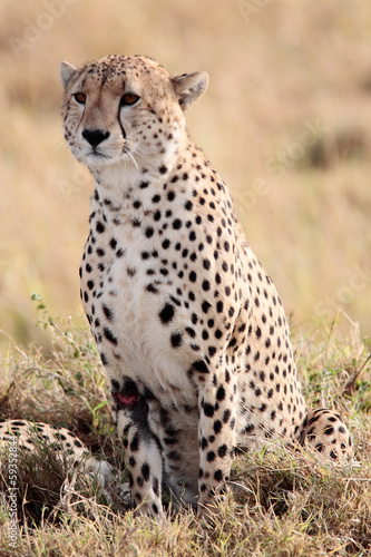 Cheetah Masai Mara Reserve Kenya Africa