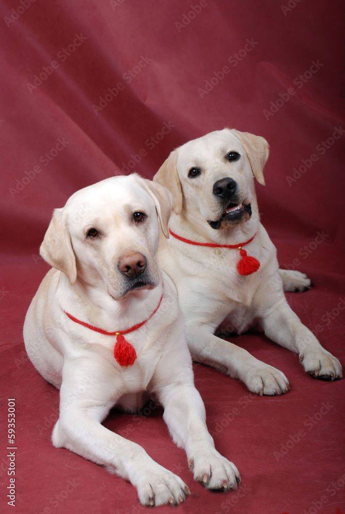Labrador 01 Labrador 01