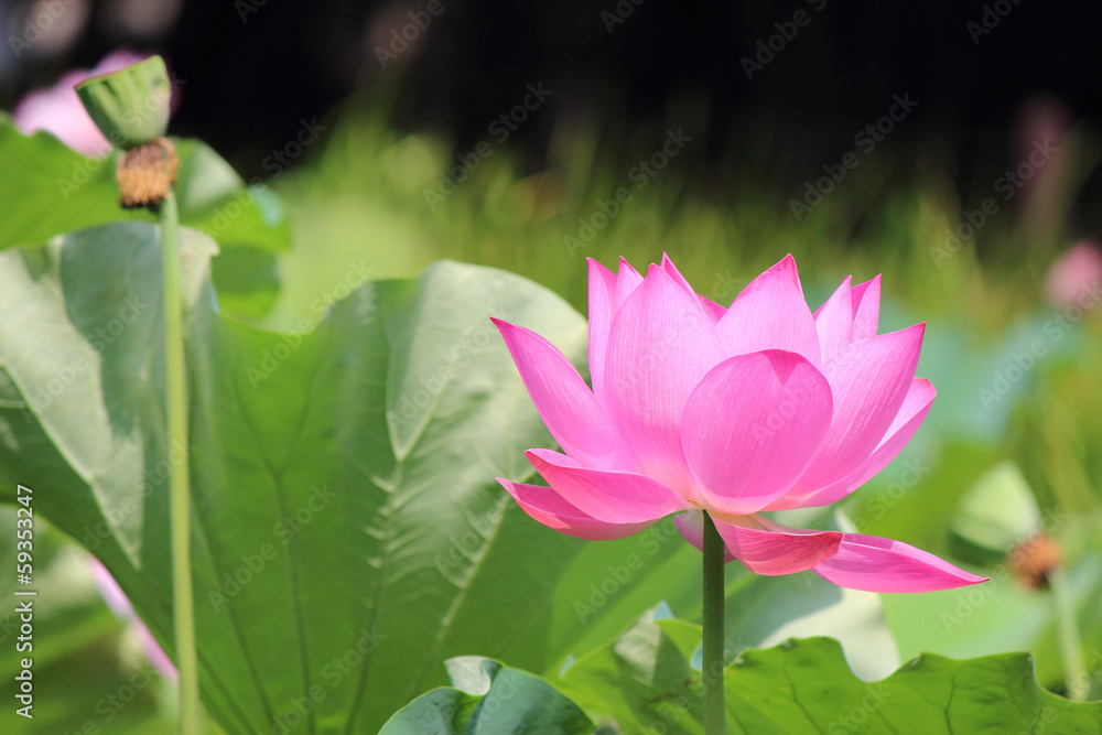 Obraz premium ハス