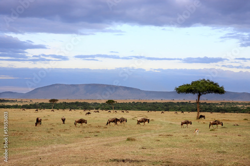 wildebeest herd Masai Mara Kenya Africa © snaptitude
