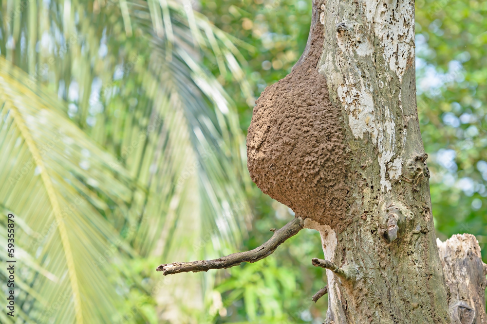 social wasps nest built in and attached to tree