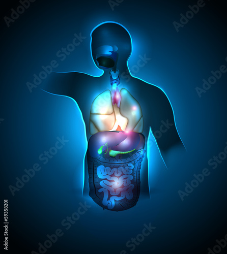 Human anatomy colorful and bright design.