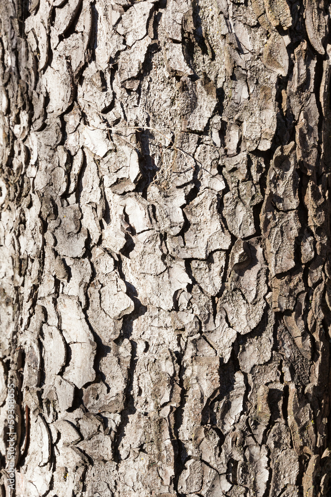 old wood tree, texture background pattern old wood tree, texture background pattern