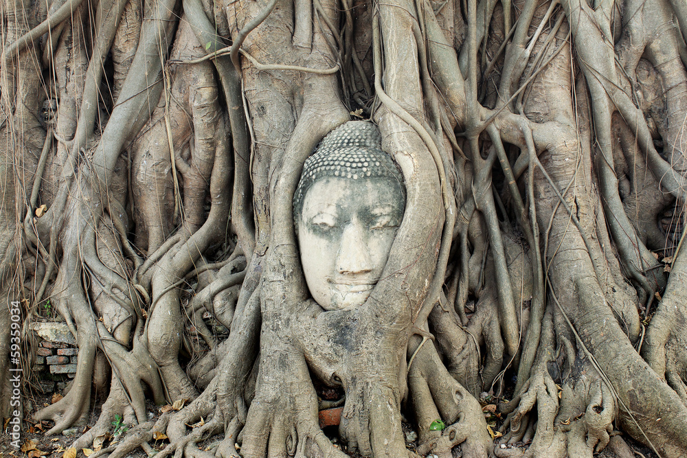 Buddha Head Statue in Banyan Tree, Thailand