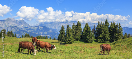 Panoramic view of brown cows © Frédéric Prochasson