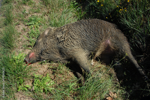 Obraz na płótnie dead boar