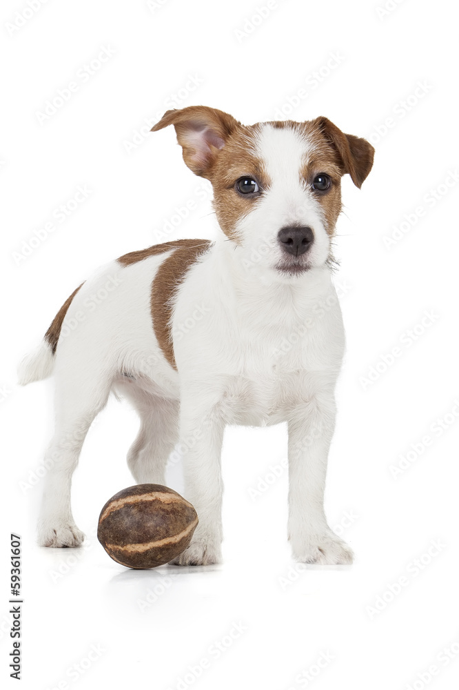 Jack Russell terrier puppy on white background in studio