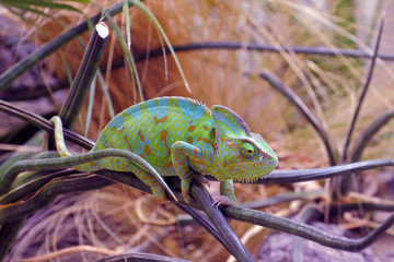 Handdoek met foto Kameleon Kameleon met geconcentreerde jachtblik  © cynoclub