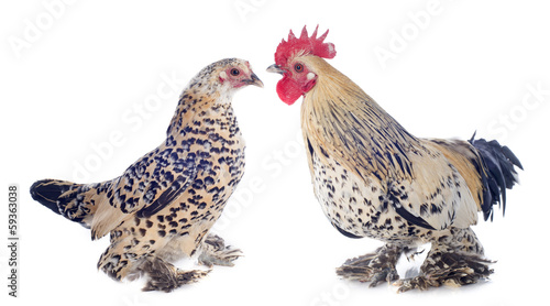 bantam rooster and chicken photo