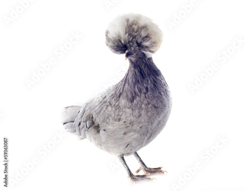 dutch bantam