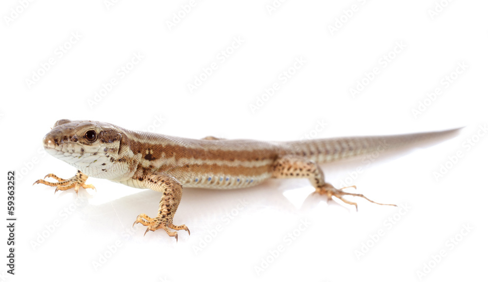lizard lizard