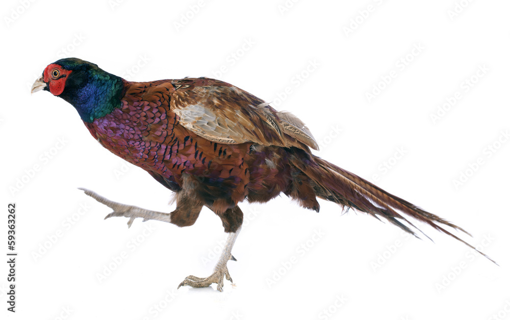 Fototapeta premium Male European Common Pheasant